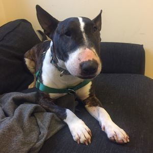 Meet your Posher, Steven